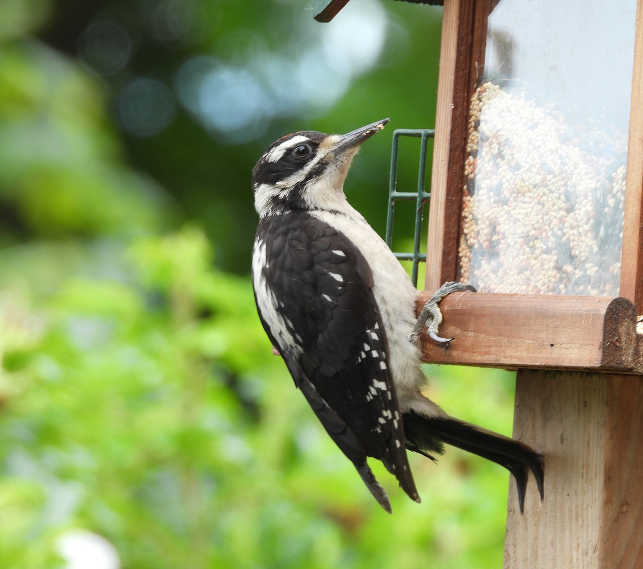 Repurpose Your Grandma's Old Teapot into a Bird Feeder